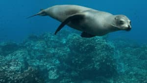 Leones Marinos de las Galápagos — foto 6