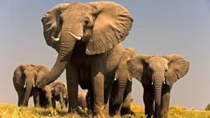 Soul of the Elephant — foto 1
