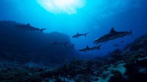Sharks vs. Dolphins: Blood Battle — foto 2