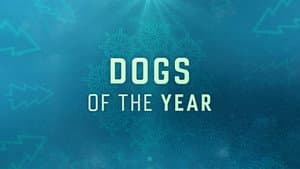 Dogs of the Year — foto 1