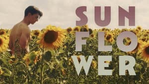 Sunflower — foto 8