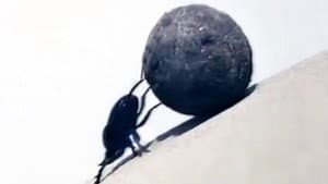Balegari — foto 1