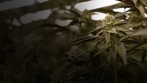 Cannabis : Une enquête de Mathieu Kassovitz et Antoine Robin — foto 1