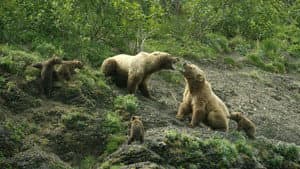 Grizzly Empire — foto 1