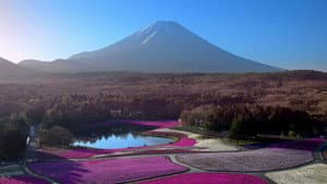 Japon, aux racines du soleil — foto 1