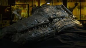 Attenborough and the Sea Dragon — foto 11