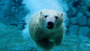 Les Secrets des Animaux des Glaces — foto 2