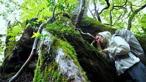 L'Illusion de Yakushima — foto 2