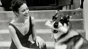 The Littlest Hobo — foto 1