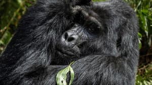 Gorillas unter Stress — foto 1