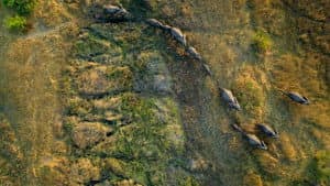 Migrations: Herds on the Move — foto 2