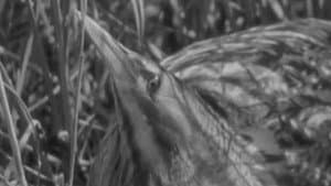 The Bittern — foto 1
