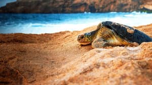 Wild Oman: Wonder of Arabia — foto 1