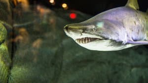 Cannibal Sharks — foto 8