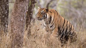 Tigress Blood — foto 2