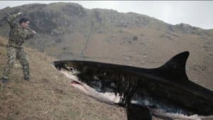 Mountain Shark — foto 1