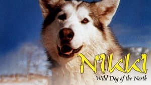 Nikki, Wild Dog of the North — foto 6
