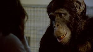 Amazing Ape — foto 3