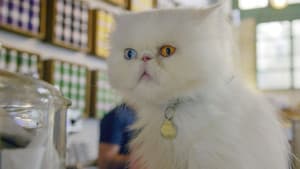 Comment le chat a conquis le monde — foto 1