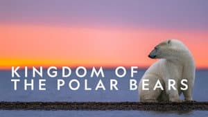 Kingdom of the Polar Bears — foto 5
