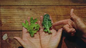 Lichens Are The Way — foto 1