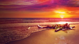The Beach Bum — foto 12