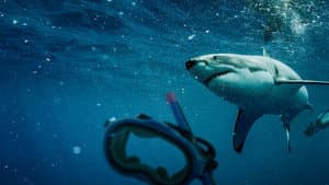 Saved From a Shark — foto 4