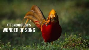 Attenborough's Wonder of Song — foto 2