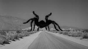 Tarántula — foto 6
