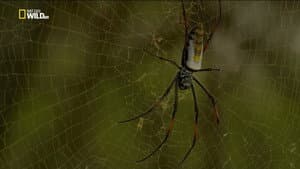 Incredible Spiders — foto 1