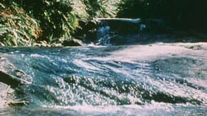 Australian Bush — foto 4