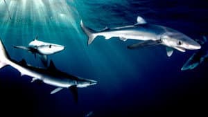 Great Shark Chow Down — foto 4