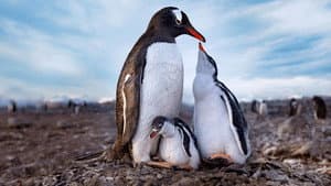 Secretos de los pingüinos — foto 12