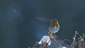 Attenborough's Wonder of Song — foto 1