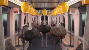 Ostrich Politic — foto 1