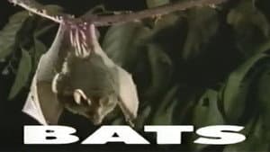 Predators of the Wild: Bats — foto 1