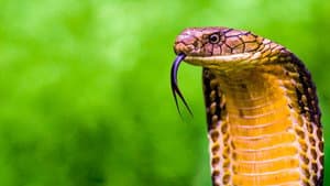 Secrets of the King Cobra — foto 1