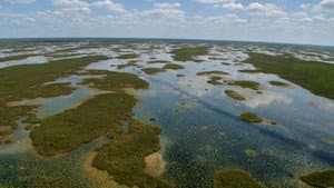 Wild Florida — foto 2