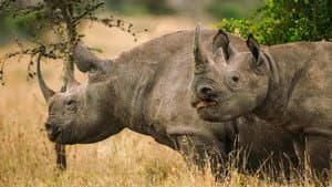 Secret Safari: Into the Wild — foto 2