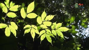 Botanist Francis Hallé Explains... — foto 6