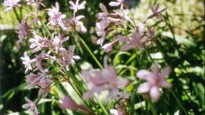 Colophon (for the Arboretum Cycle) — foto 2