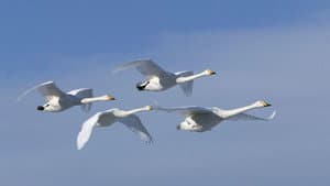 Zugvögel - Ein Jahr vergeht im Flug — foto 2
