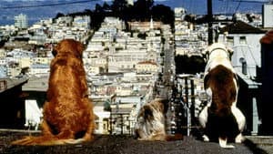 Volviendo a Casa 2: Perdidos en San Francisco — foto 7