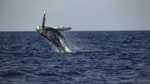 Secretos de las Ballenas — foto 3