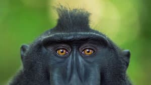 Meet the Monkeys — foto 1