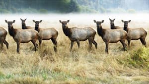 The Olympic Elk — foto 3