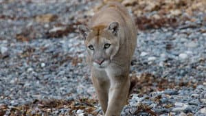 Big Sur: Wild California — foto 4