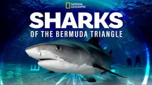 Sharks of the Bermuda Triangle — foto 8