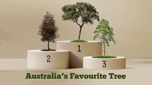 Australia's Favourite Tree — foto 2