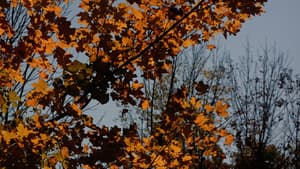 The Autumn Girl — foto 10